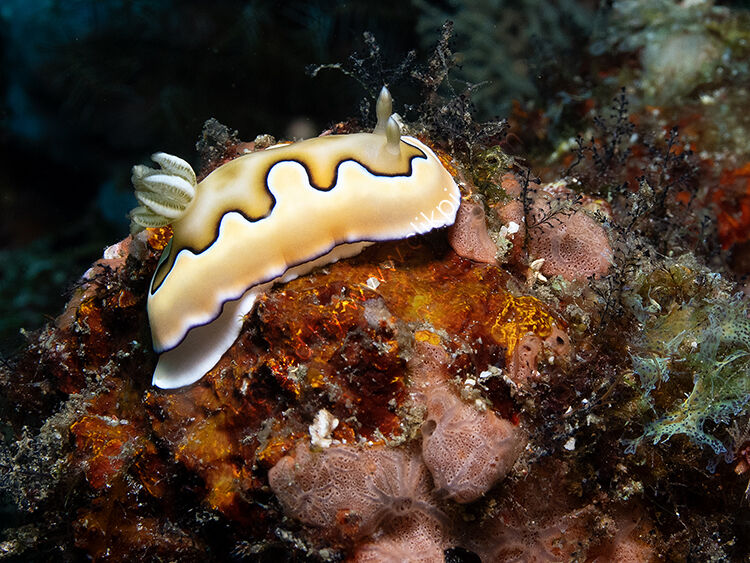 Goniobranchus coi nudibranch