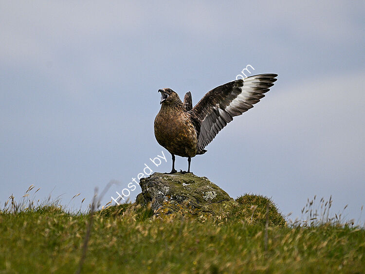 Great skua calling mate