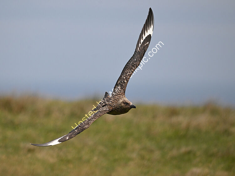 Great skua in flight