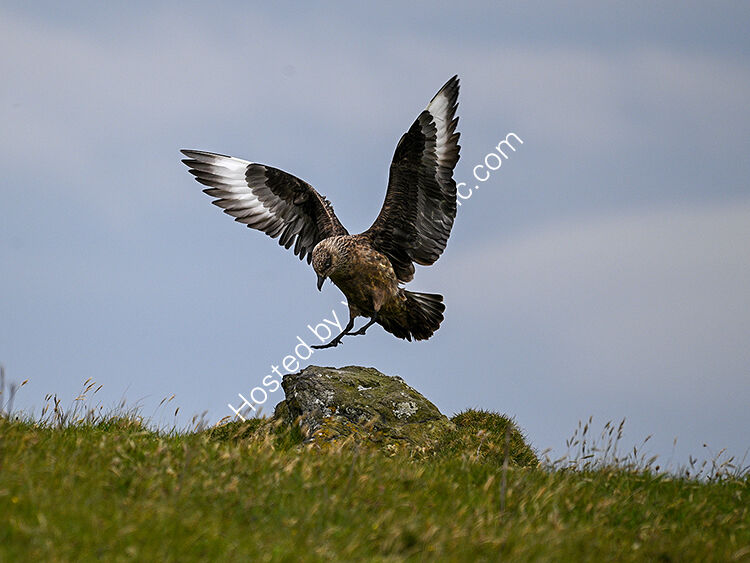 Great skua landing on rock