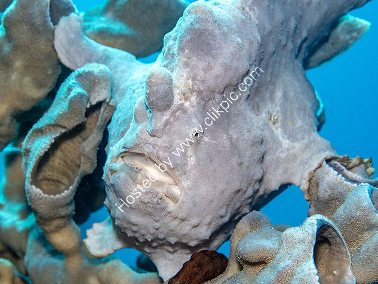 Grey frogfish