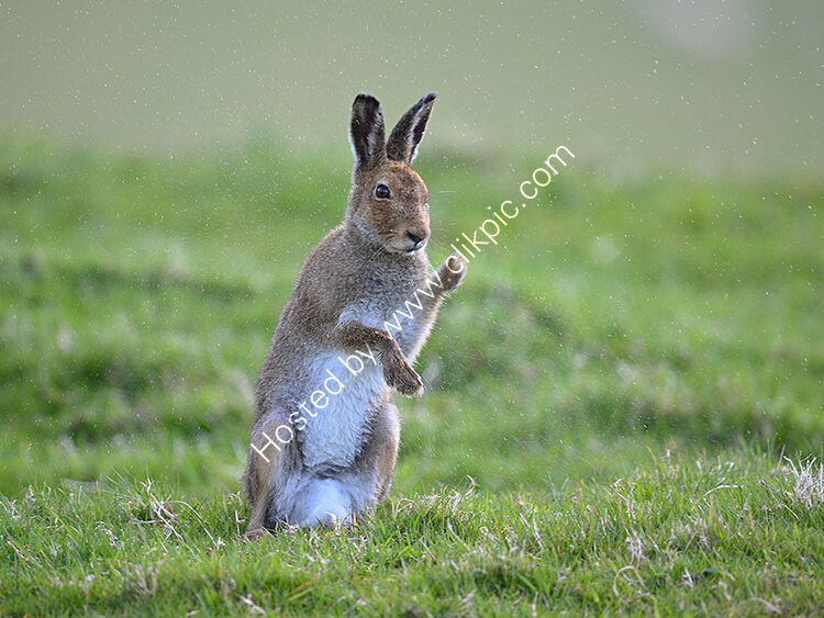 Hare drying paws