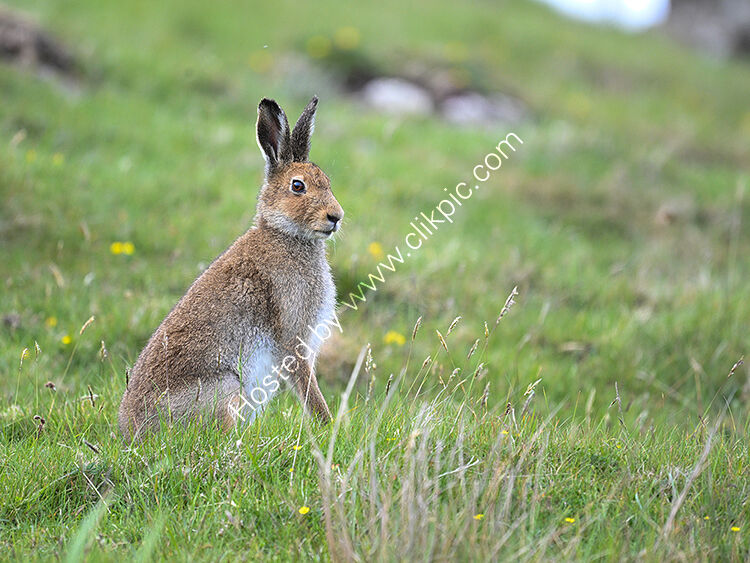 Hare in buttercups