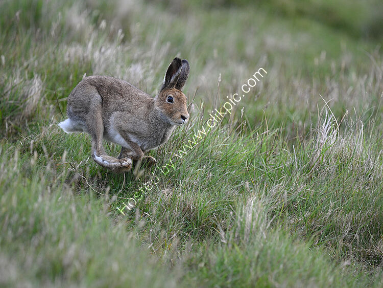 Hare running down bank
