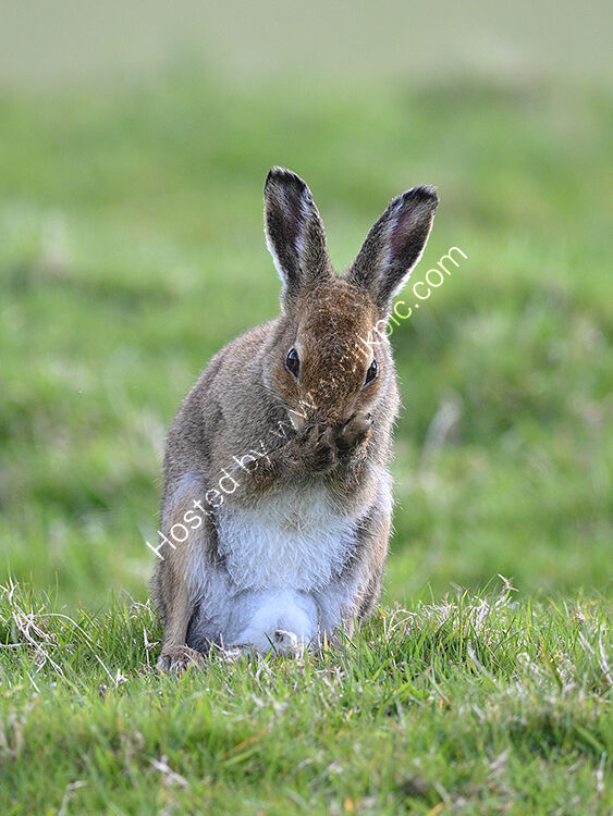 Hare washing