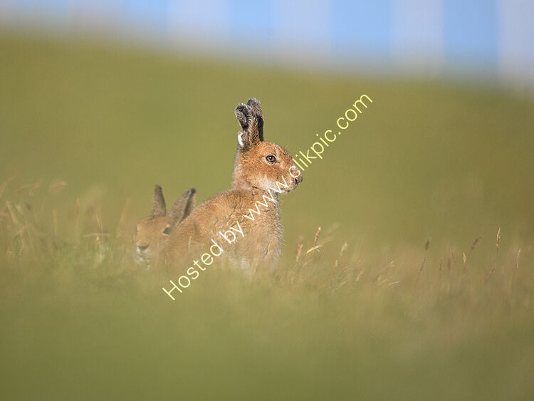 Hares in grassland