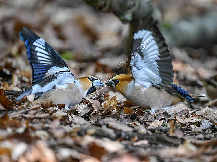 Hawfinches fighting