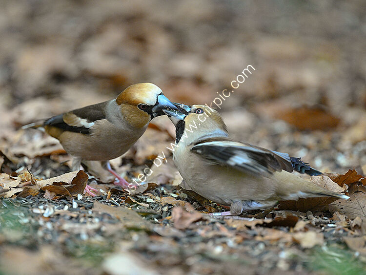 Hawfinches passing seed