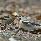 My Most Recent Images