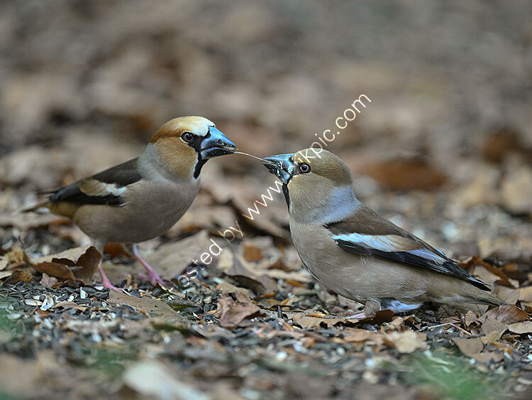Hawfinches sharing spit