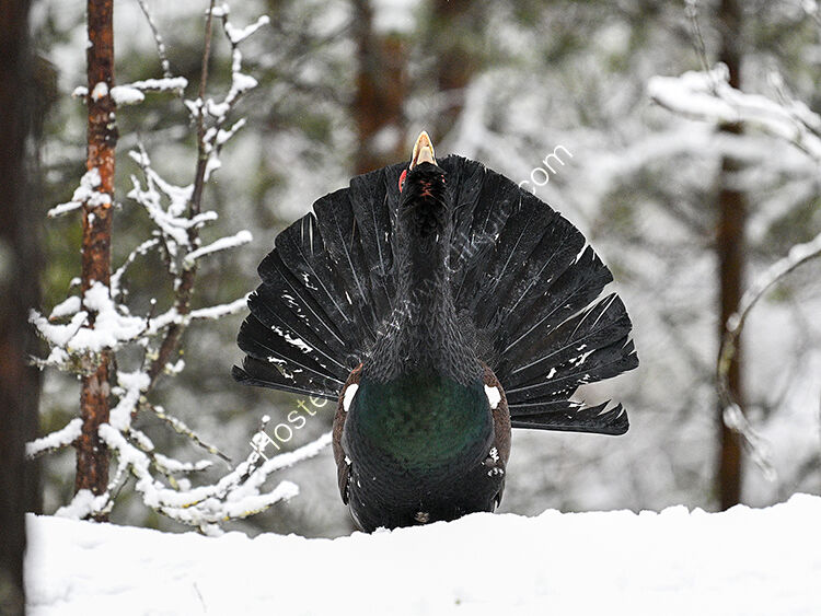 Head on in snow