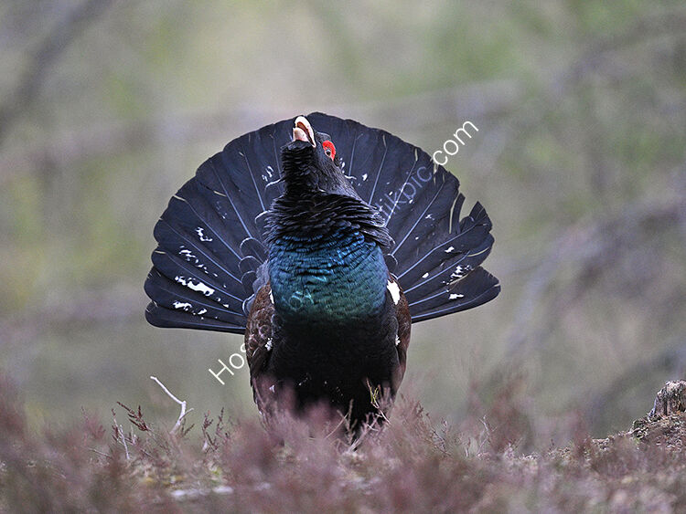 Head on male capercaillie