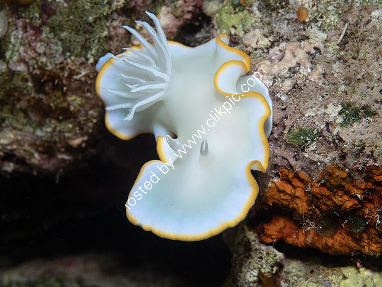 Heron island nudibranch