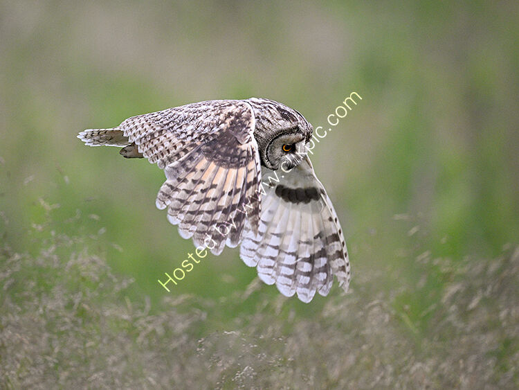 Hunting long earred owl