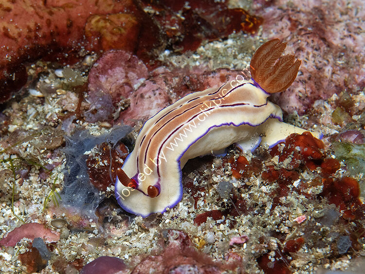 Hyselodoris whitei nudibranch