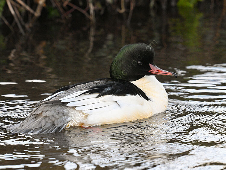 Image of the month January  Male Goosander