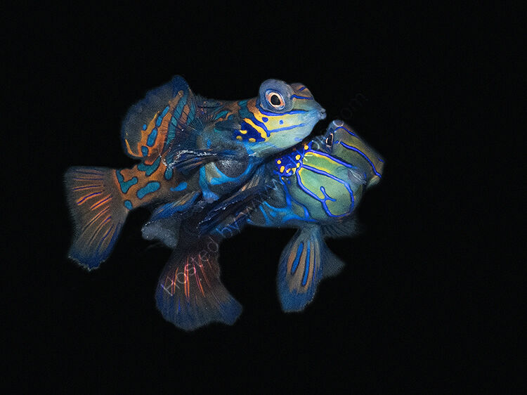 Image of the month for April Mandarin fish mating
