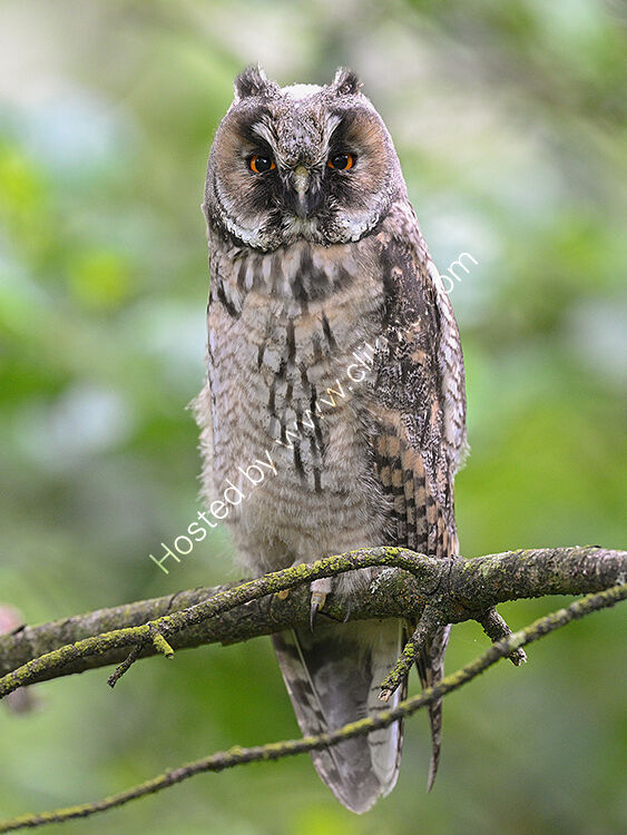 Image of the month for August long ear owl chick