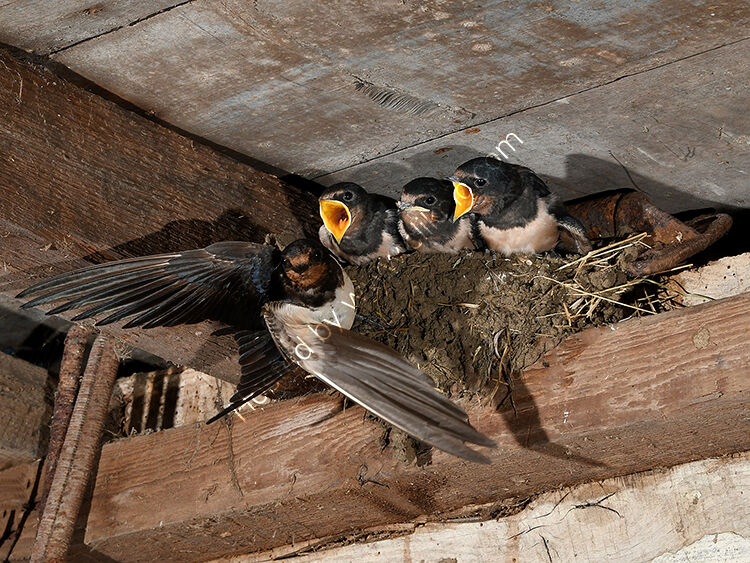 Image of the month for August swallow feeding young
