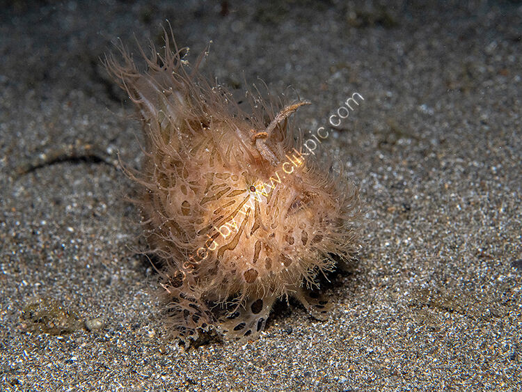 Image of the month for February hairy frogfish