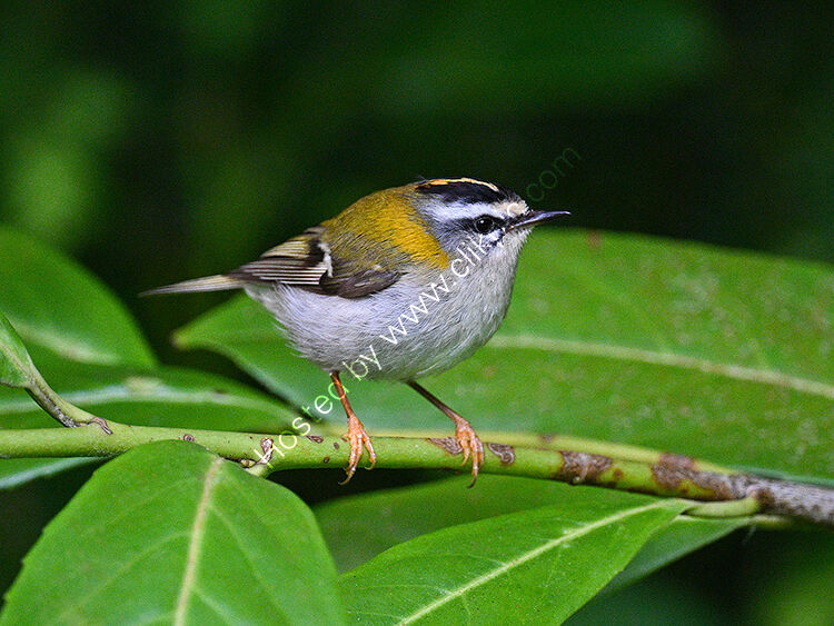 Image of the month for July Firecrest