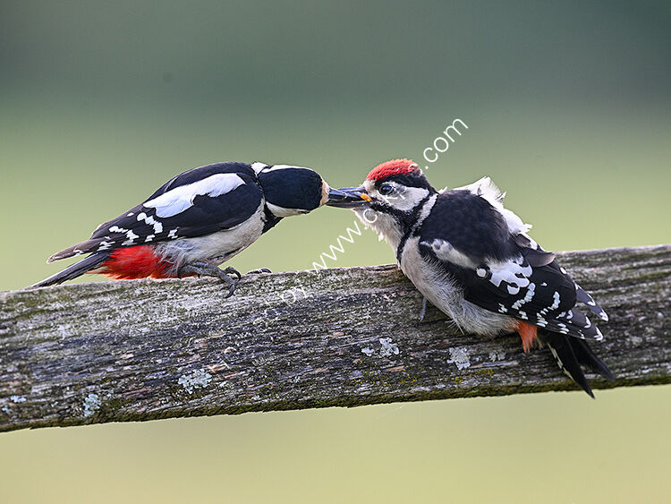 Image of the month for July woodpecker feeding young
