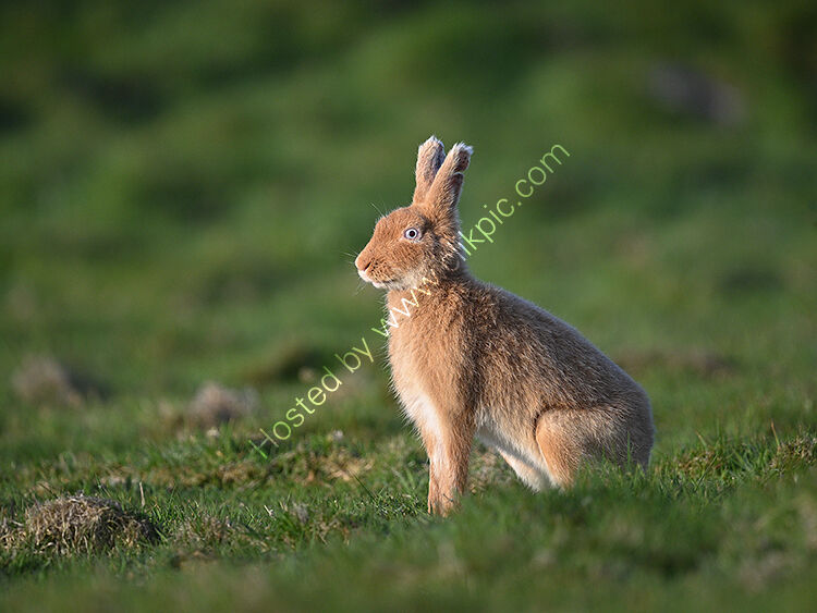 Image of the month for June Golden hare