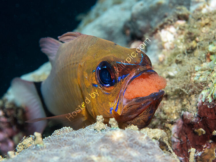 Image of the month for March cardinal fish with eggs