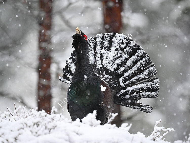 Image of the month for May male capercaillie lekking in snow