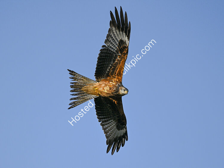 Image of the month for November Kite in flight