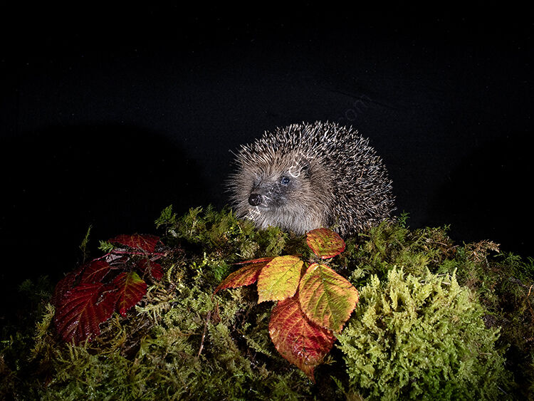 Image of the month for October Hedgehog   at night