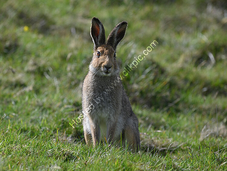 Irish hare