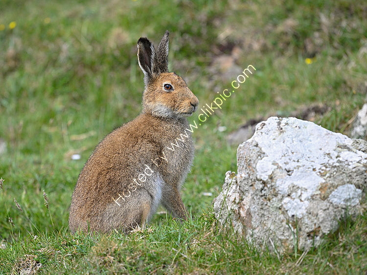 Irish hare by rock