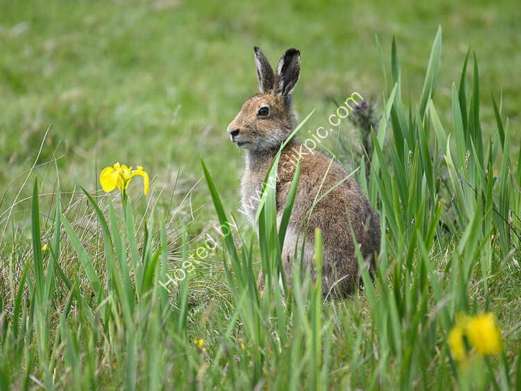 Irish hare in iris