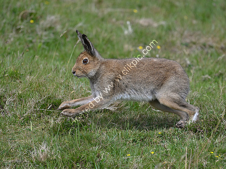 Irish hare leaping