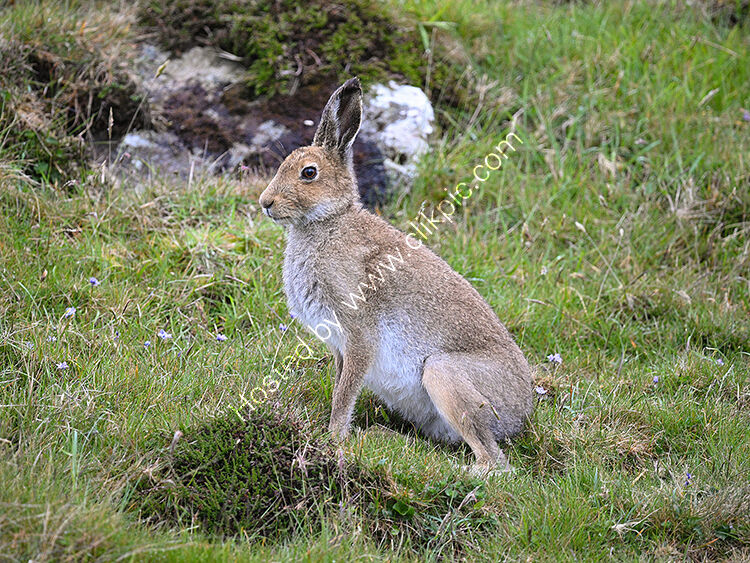 Irish hare on bank