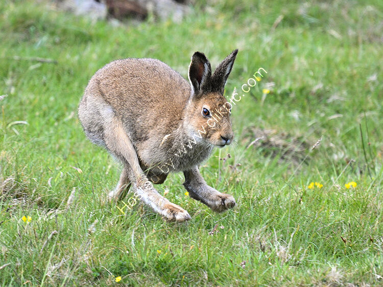 Irish hare running