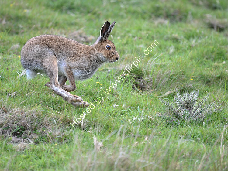 Irish hare running2