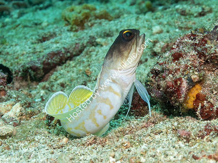 Jaw fish