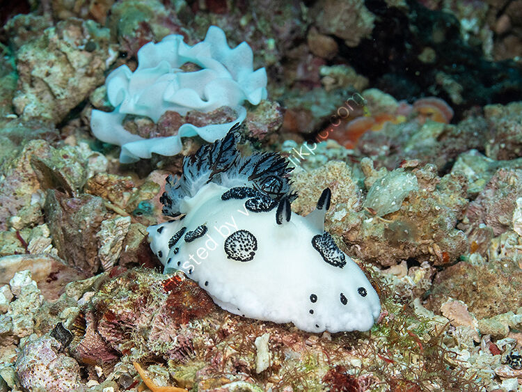 Jorunna funebris nudibranch and eggs