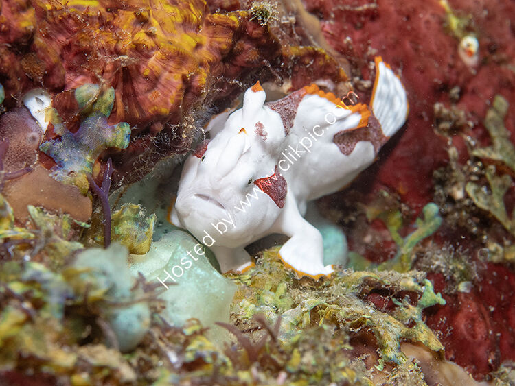 Juvenlie painted frogfish