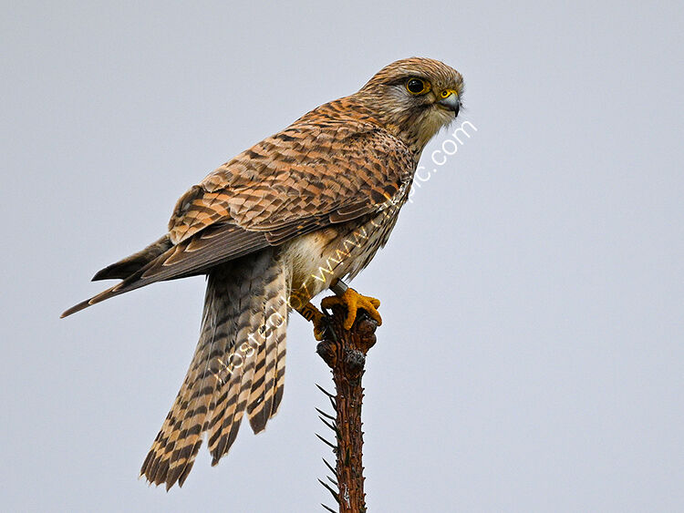 Kestrel