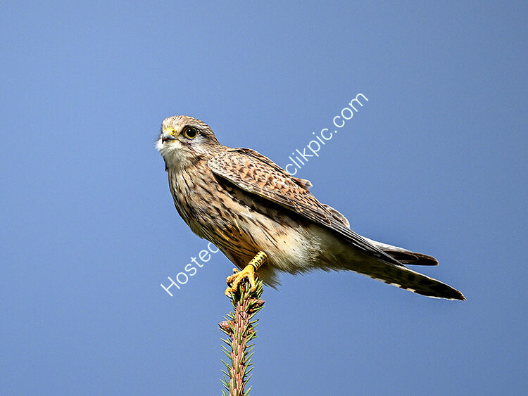 Kestrel on tree top