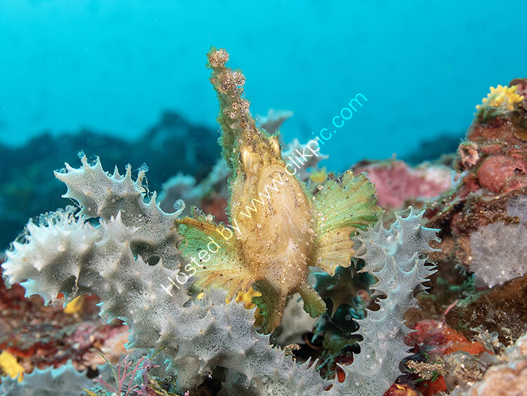 Leaf fish