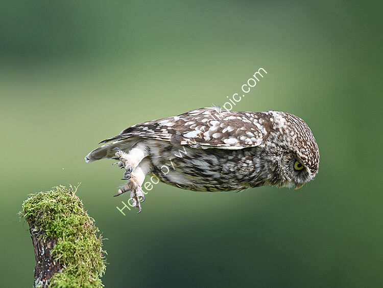 Little owl bombing