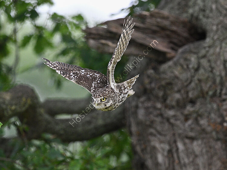 Little owl in flight