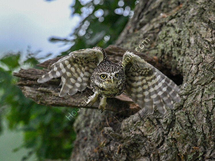 Little owl leaving nest hole
