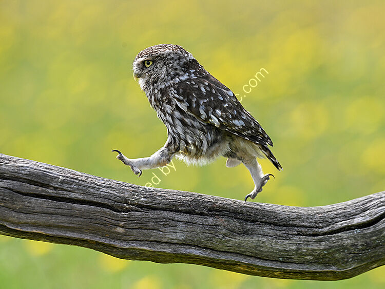 Little owl running
