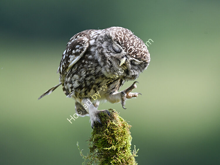 Little owl scratching