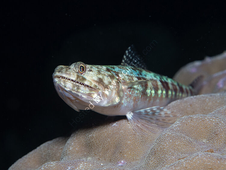 Lizard fish